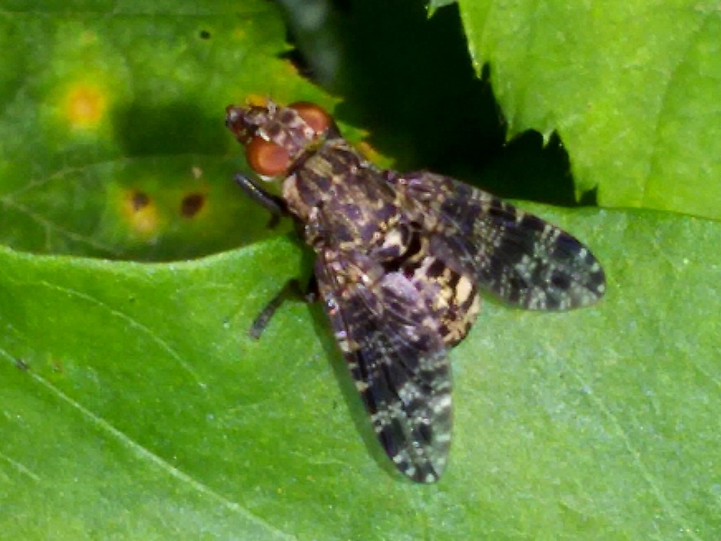 Platystomidae:  Platystoma cfr. lugubre